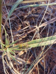 Megacyllene angulifera