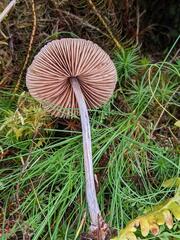Entoloma conferendum