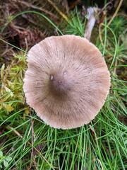 Entoloma conferendum