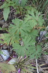 Geranium pratense