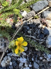 Ivesia lycopodioides