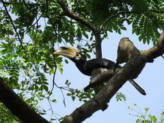 Anthracoceros albirostris