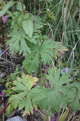 Geranium pratense