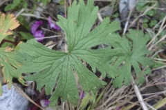 Geranium pratense