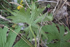 Geranium pratense
