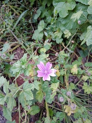 Malva sylvestris sylvestris