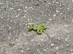Trimeresurus albolabris