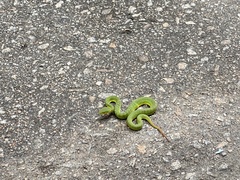 Trimeresurus albolabris