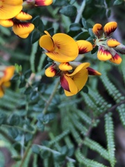 Pultenaea gunnii
