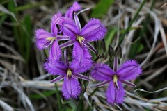 Thysanotus tuberosus