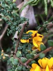 Pultenaea gunnii