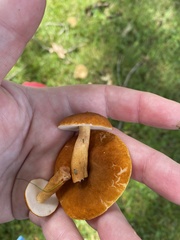 Gyroporus castaneus