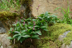 Dendrobium kingianum