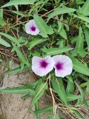 Ipomoea aquatica
