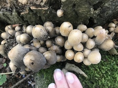 Coprinellus