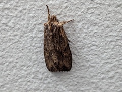 Lithophane hemina