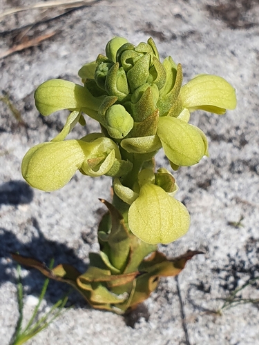 Image of Disa sabulosa by (c) Corli du Toit Smith, some rights reserved (CC BY)