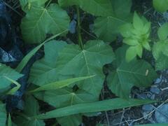 Passiflora vesicaria