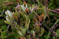 Pultenaea myrtoides