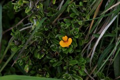 Pultenaea myrtoides