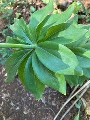 Lilium washingtonianum