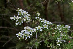 Leptospermum polygalifolium