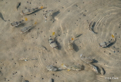 Marilyna pleurosticta