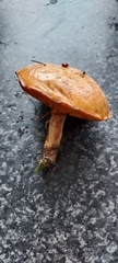 Suillus