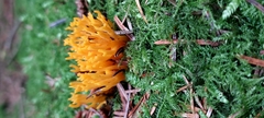 Calocera viscosa