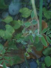 Indigofera suffruticosa