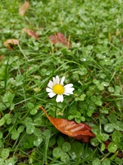 Bellis perennis