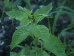 Ludwigia hyssopifolia