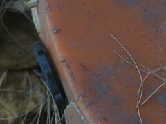 Anoplolepis gracilipes