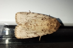 Amphipyra effusa