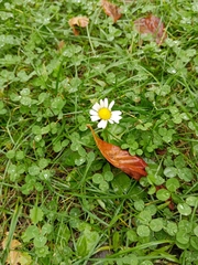 Bellis perennis