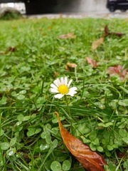 Bellis perennis