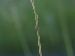 Hemisphaerius binduseni