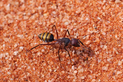 Camponotus aurocinctus