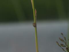 Hemisphaerius binduseni