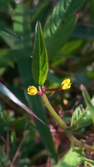 Ludwigia perennis