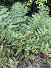 Cyathea smithii