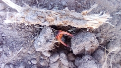 Labidura riparia