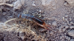 Labidura riparia