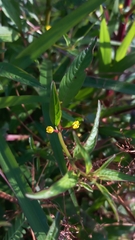 Ludwigia perennis