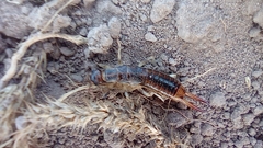 Labidura riparia