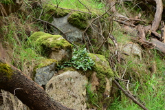 Dendrobium kingianum