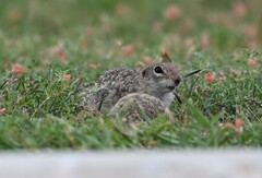 Xerospermophilus spilosoma