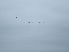 Branta canadensis maxima