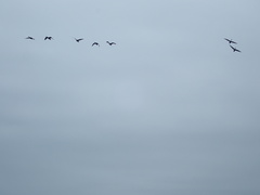 Branta canadensis maxima