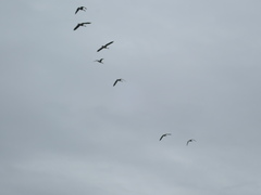 Branta canadensis maxima